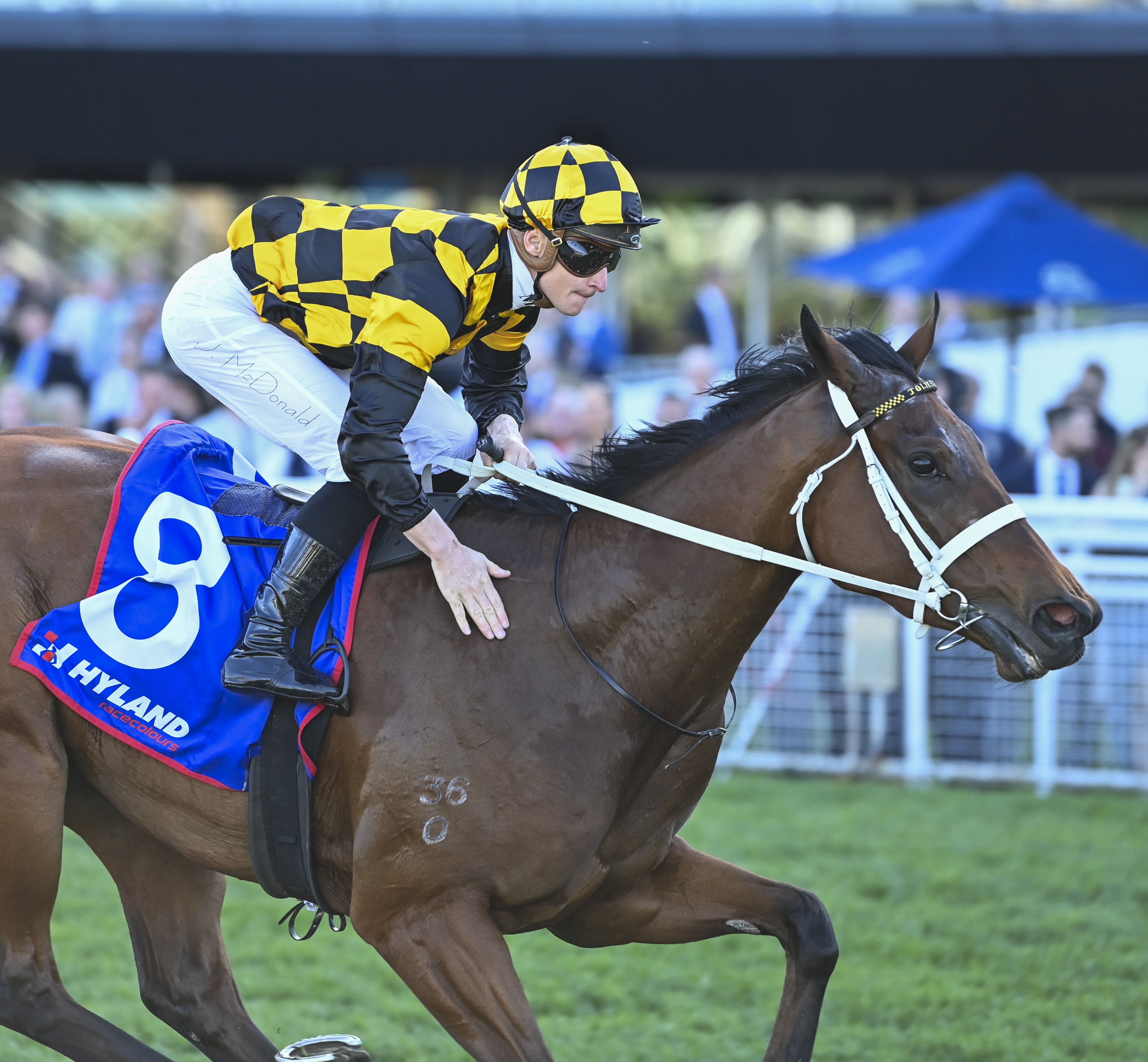 James Squire Golden Eagle worth  million flies high for charity on Saturday