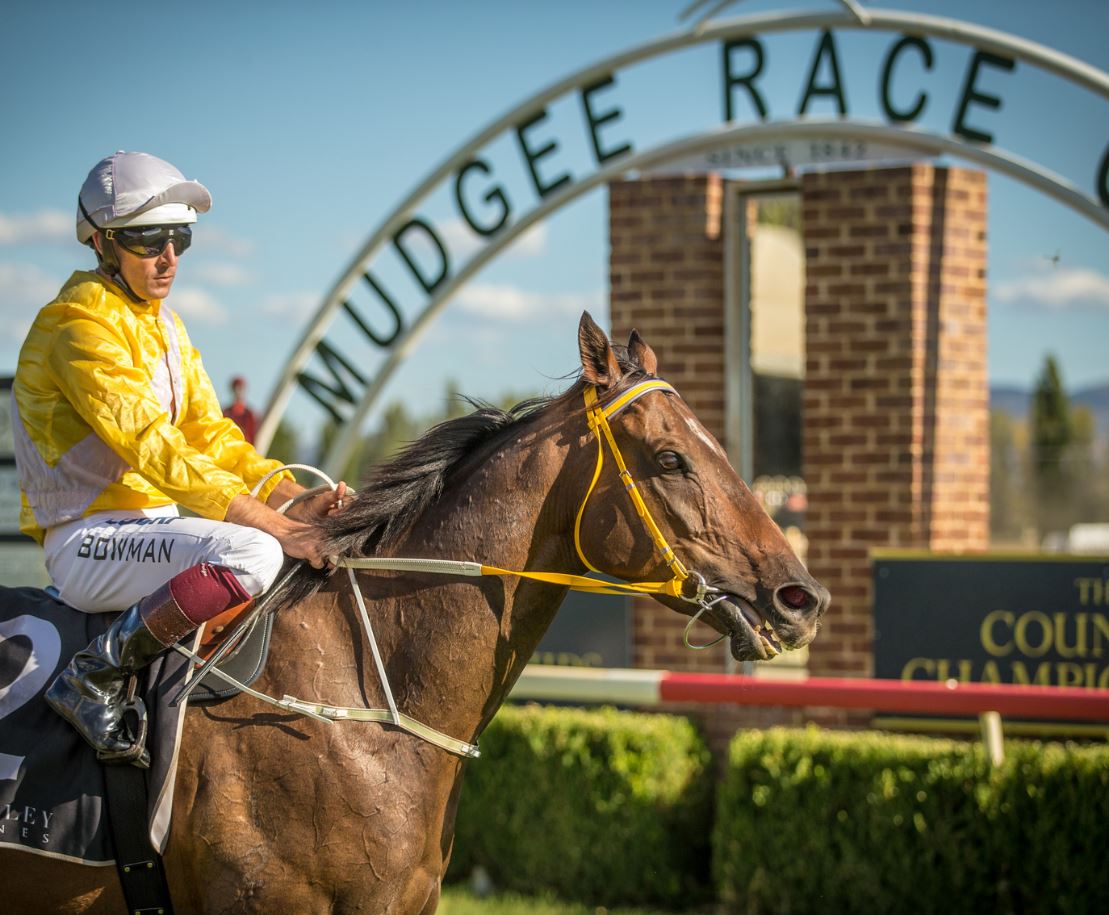 mudgee - website and twitter